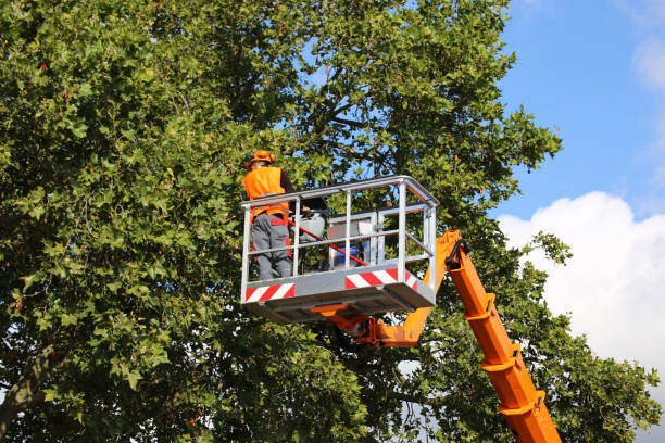 Tree Health Inspection in Socastee, SC